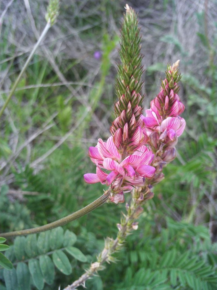 Onobryhis arenaria